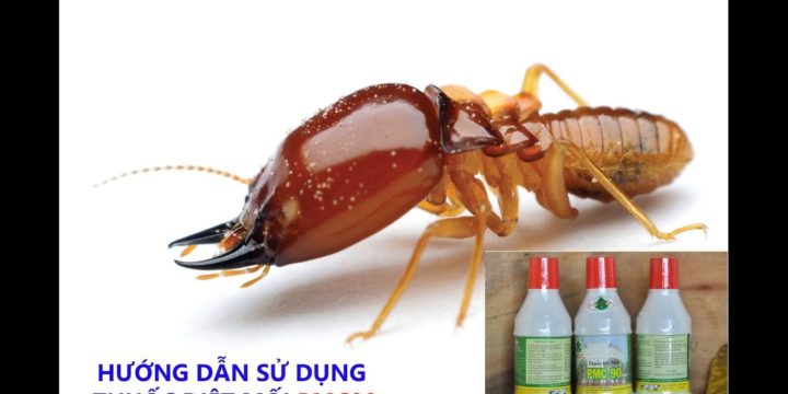 Những Phương Pháp Diệt Mối Tận Gốc đơn Giản Tại Nhà An Toàn Và Tiết Kiệm Kinh Phí