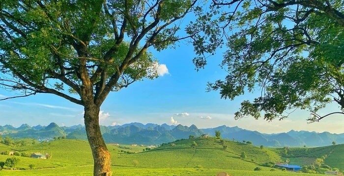 Tham quan mộc châu